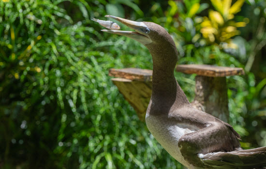 Birds in Costa Rica