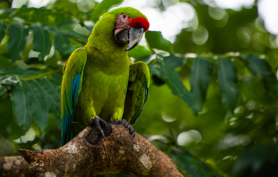 Birds in Costa Rica