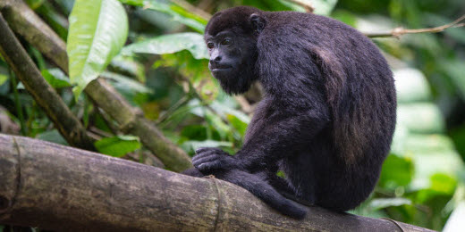 Monkeys in Costa Rica