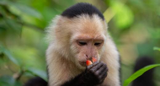 Monkeys in Puerto Viejo