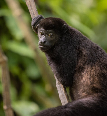 Monkeys in Costa Rica