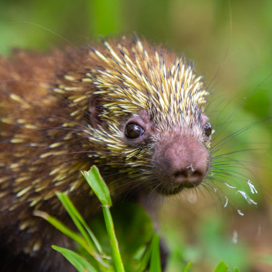 Other Mammals in Costa Rica