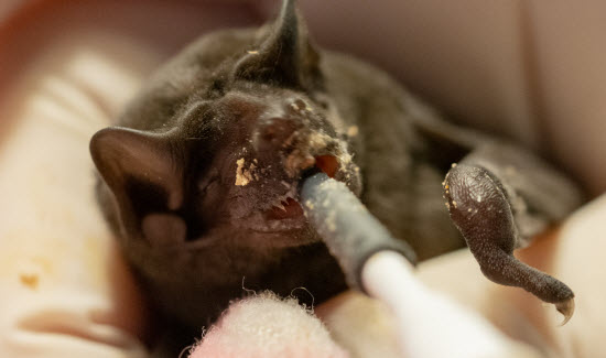 Bats in Costa Rica