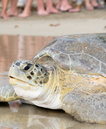 Sea turtle costa rica