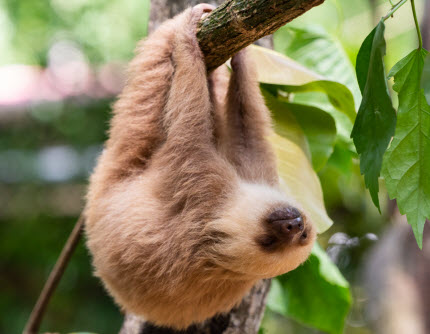 Sloth