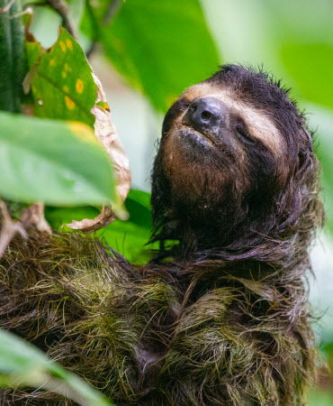 sloths Costa Rica