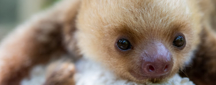 baby sloth puerto viejo limon