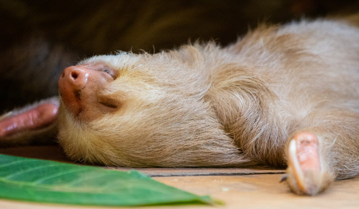 Sloth resting